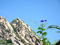 ɽ�ߵĴ�ǣţ��