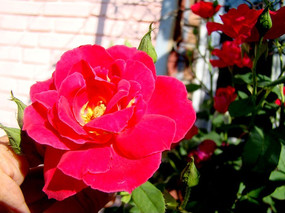 ʢ���ĺ�ɫ�¼���