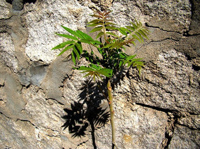 ʯͷǽ�ߵ�����