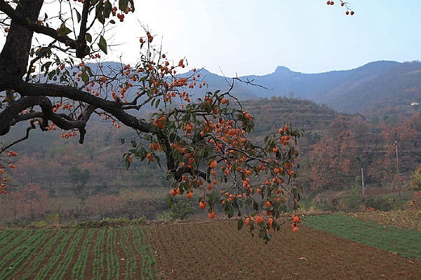 ��԰������