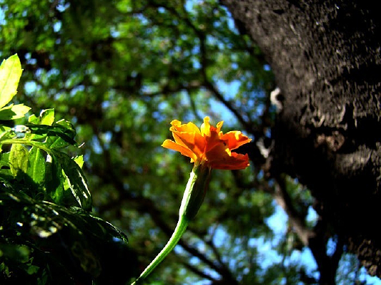 ���ߵ�������