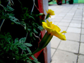 ܱϺƲ