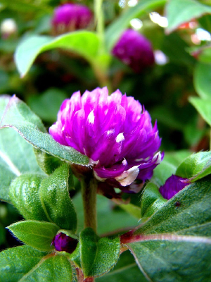 ��ǿ������