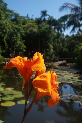 �ʻ�����