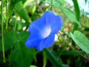 ���޵�ǣţ��