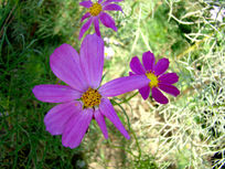 ��״���صĴ�˹��