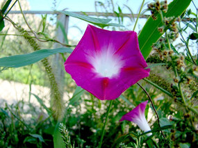 ���ŵ�ǣţ��