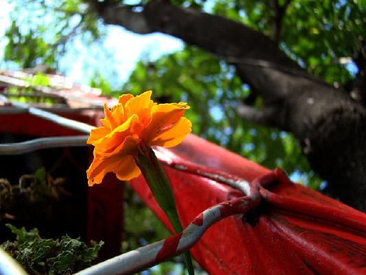 ϲ�����������