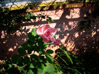 ������ķ�ɫ�¼���