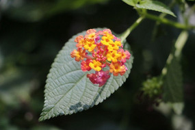 �����µ���ɫ÷