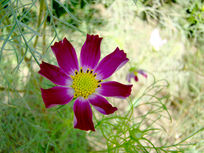 ��ɫ���޵Ĵ�˹��