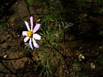 һ�䰵������ ��˹��