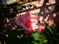 һ���ɫ�¼���