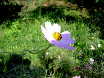 һ��ɾ��Ĵ�˹��