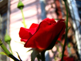 һ���ɫ���¼���