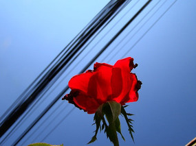 һ���ɫ�¼���