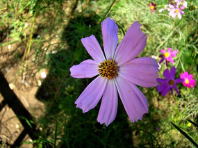 һ�������Ĵ�˹��