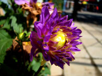 һ�������������