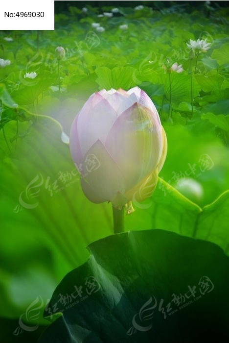 һ֦�������ŵķ�ɫ�ɻ�ͼƬ