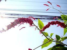 һ��һ�ҵĴ��ޤ