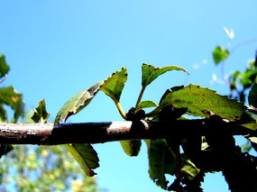 ���ŵ���Ҷ