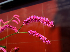 ���ſ��ŵ�����