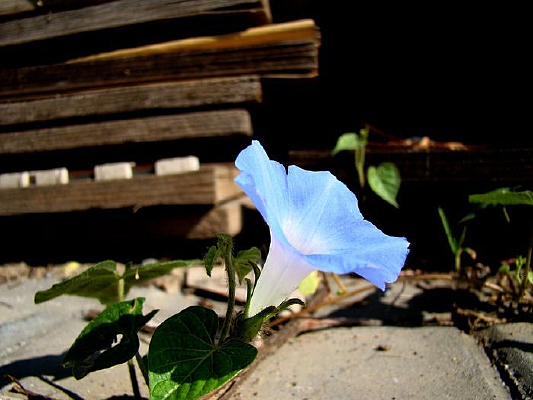 ��ľ��߳����ǣţ��