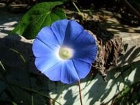 ������д��ǣţ��