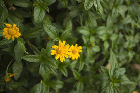 �Ϻ���԰�����۵�С�ƻ�