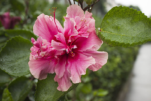 �Ϻ���԰ʢ���Ļ���