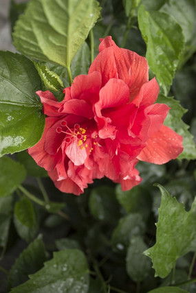 �Ϻ���԰��ˮϴ���Ĵ�컨