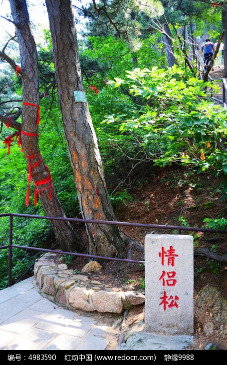 千山大佛寺风景区的情侣松