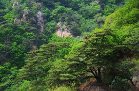 ǧɽ��Ȫ�¾�������ľɽ��