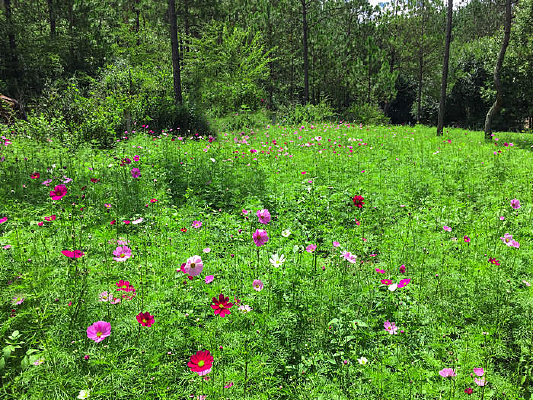 ɽ�����ŵĲ�˹��