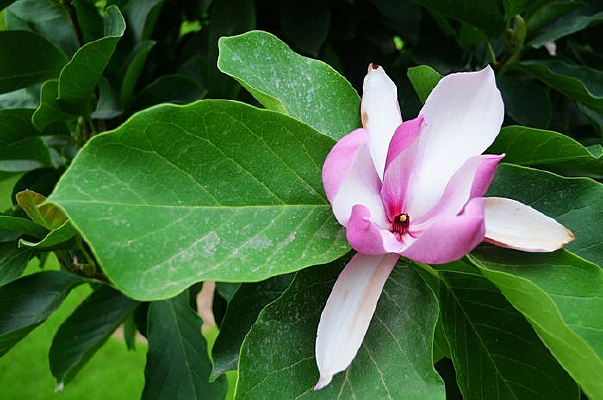 ����ľ��