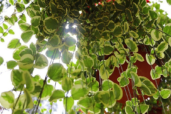 ӳ�������Ķ�Ŀ˫ɫҶ