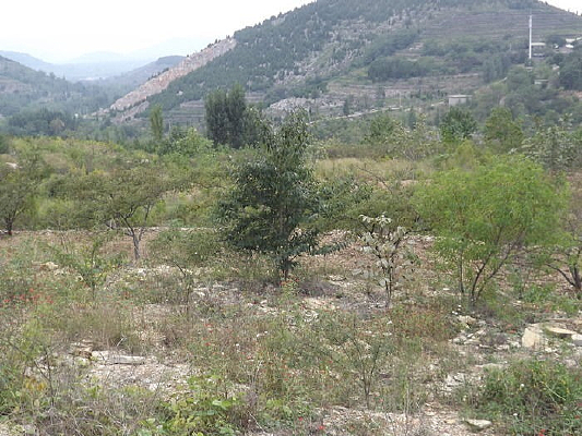 Զ����ɽ��