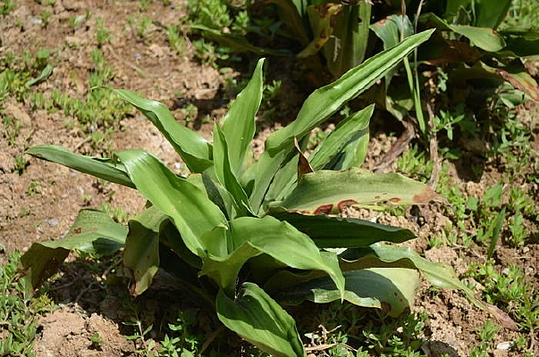 ����ֲ��