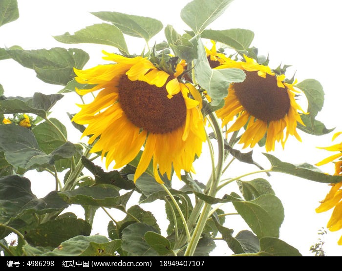 �������տ��ϵ��۷�ͼƬ