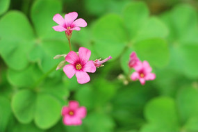 ��ɫ�m����