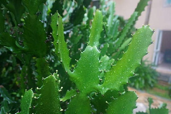 ��ɫ������