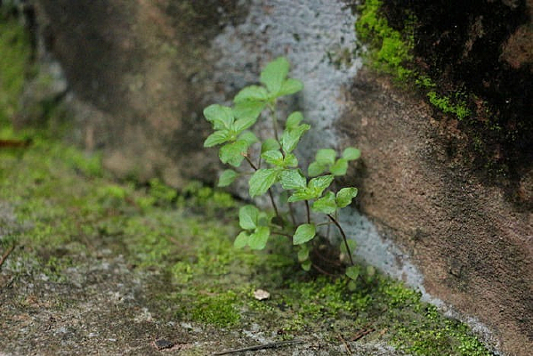 ǽ�ǵ�С��С��