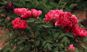 ����ĵ��