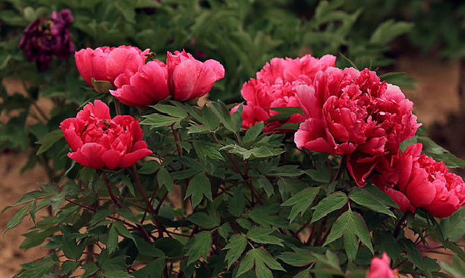 ����ĵ��