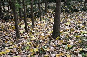 ���е���Ҷ