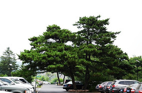 ǧɽ����ͣ��������������