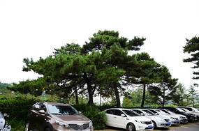 ǧɽ����ͣ������С�γ�����������