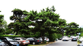 ǧɽ����ͣ����ͣ�ŵĳ�������