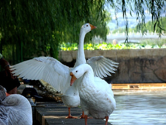 ��չ�����Ĵ�׶�