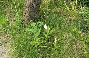 С���ϵİ׺���